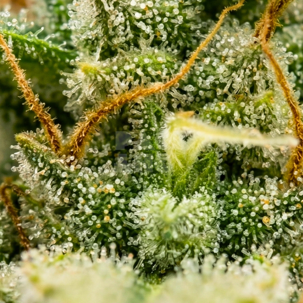 Trainwreck